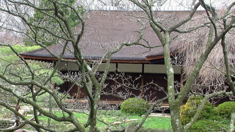 japanese house seen through the branches of a dogwood tree in early spring