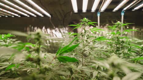 indoor cannabis grow operation