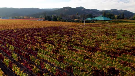 Niedrige-Luftaufnahme-Auf-Farbenfrohen-Gelben,-Orangefarbenen-Und-Roten-Weinbergblättern-In-Einem-Wunderschönen-Weingut-Im-Napa-Valley