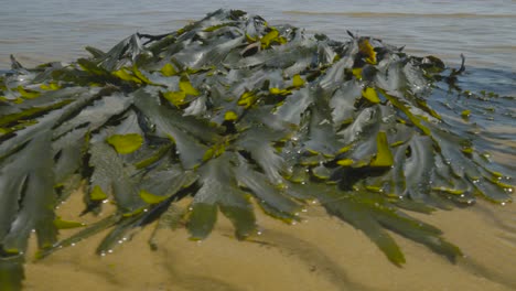 sunlit circle of seaweed by the sea's edge with small waves