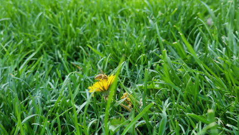 Eine-Biene-Sammelt-Pollen-Von-Einer-Gelben-Löwenzahnblume-Auf-Einer-Wiese-Mit-Grünem-Gras