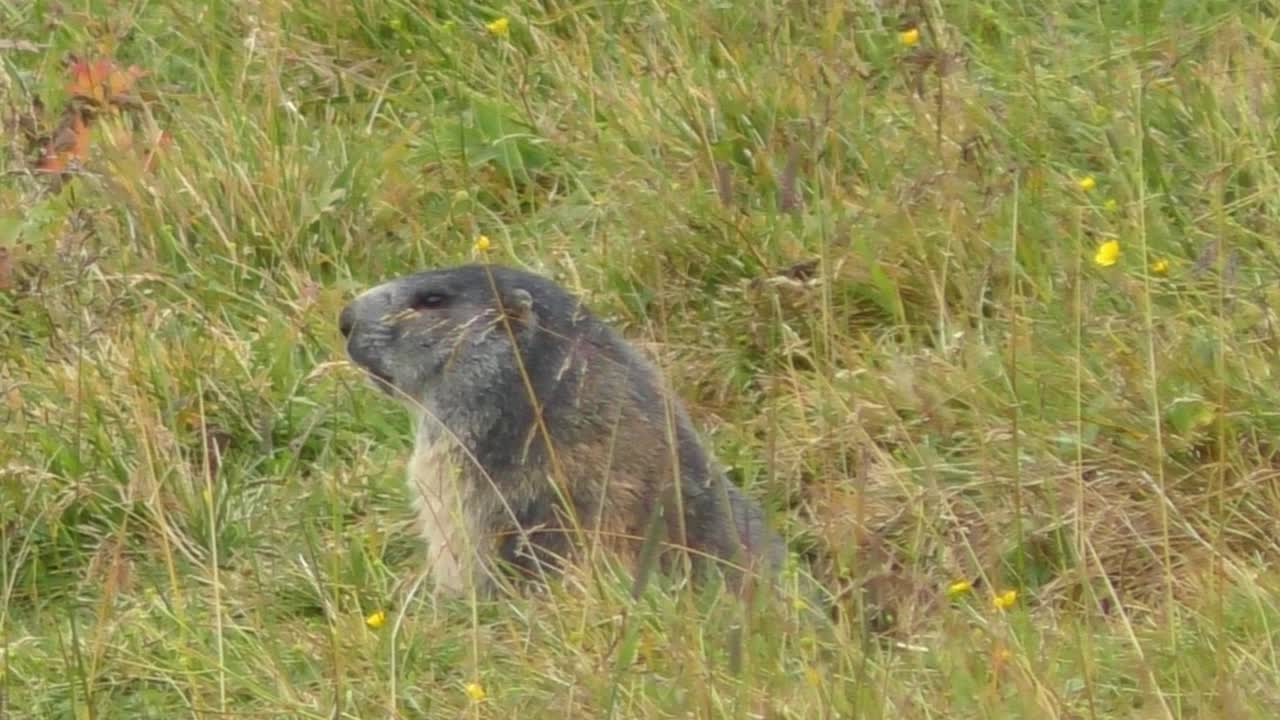 Dışarıda Çimenlerde Hareketsiz Oturan Yalnız Marmot Görünümü