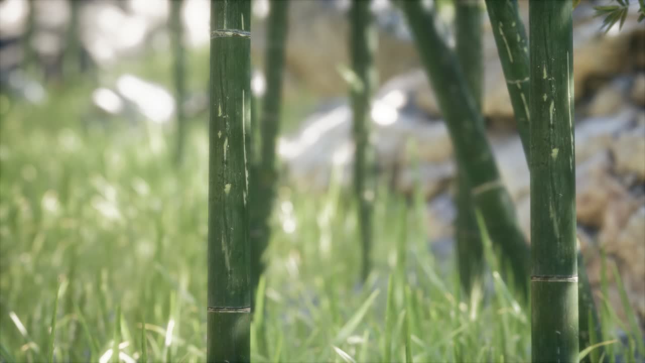 fondo de bosque de árboles de bambú verdes