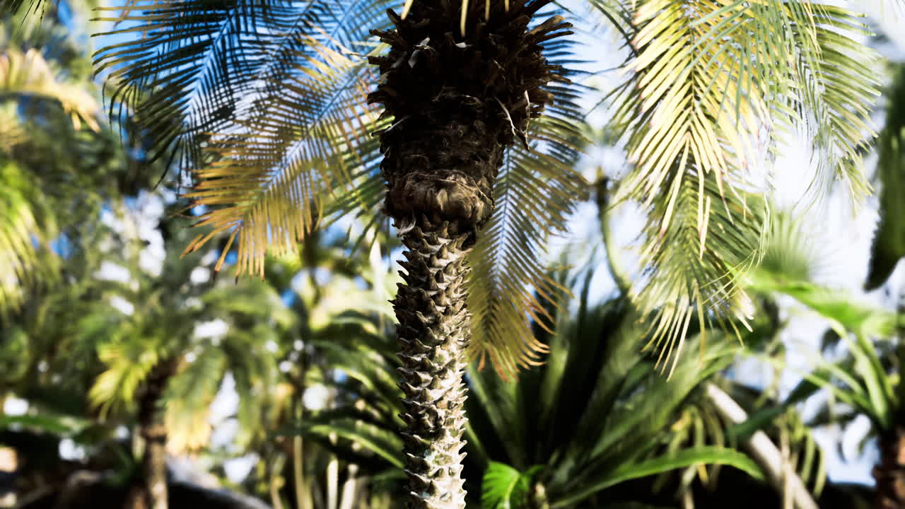 Tropical palm trees with vibrant leaves in a sunny garden setting