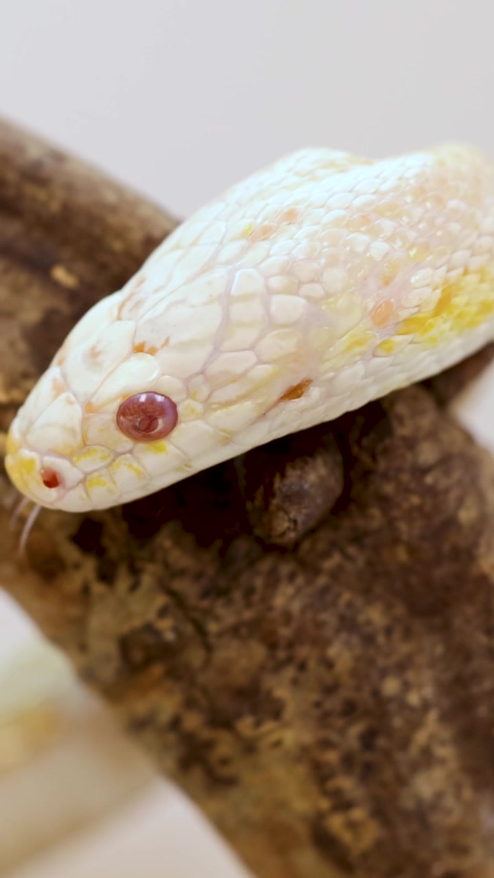 Un primo piano verticale dettagliato di un serpente del grano albino che appoggia la testa sul legno.