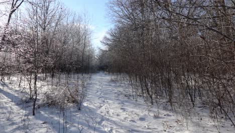 Un-Movimiento-De-Avance-En-Un-Camino-Entre-árboles-Cubiertos-De-Hielo-Y-Nieve-A-La-Izquierda-Y-árboles-Secos-A-La-Derecha