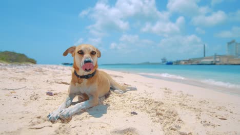 Perro-Tendido-En-La-Playa-De-Arena-Blanca-Descansando-Y-Bostezando,-Curacao