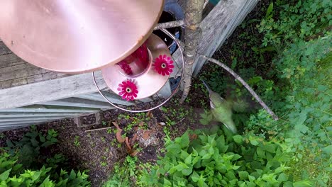 Vista-De-Cerca-De-Un-Colibrí-Alimentándose-De-Agua-Azucarada-De-Un-Alimentador-Mientras-Flota