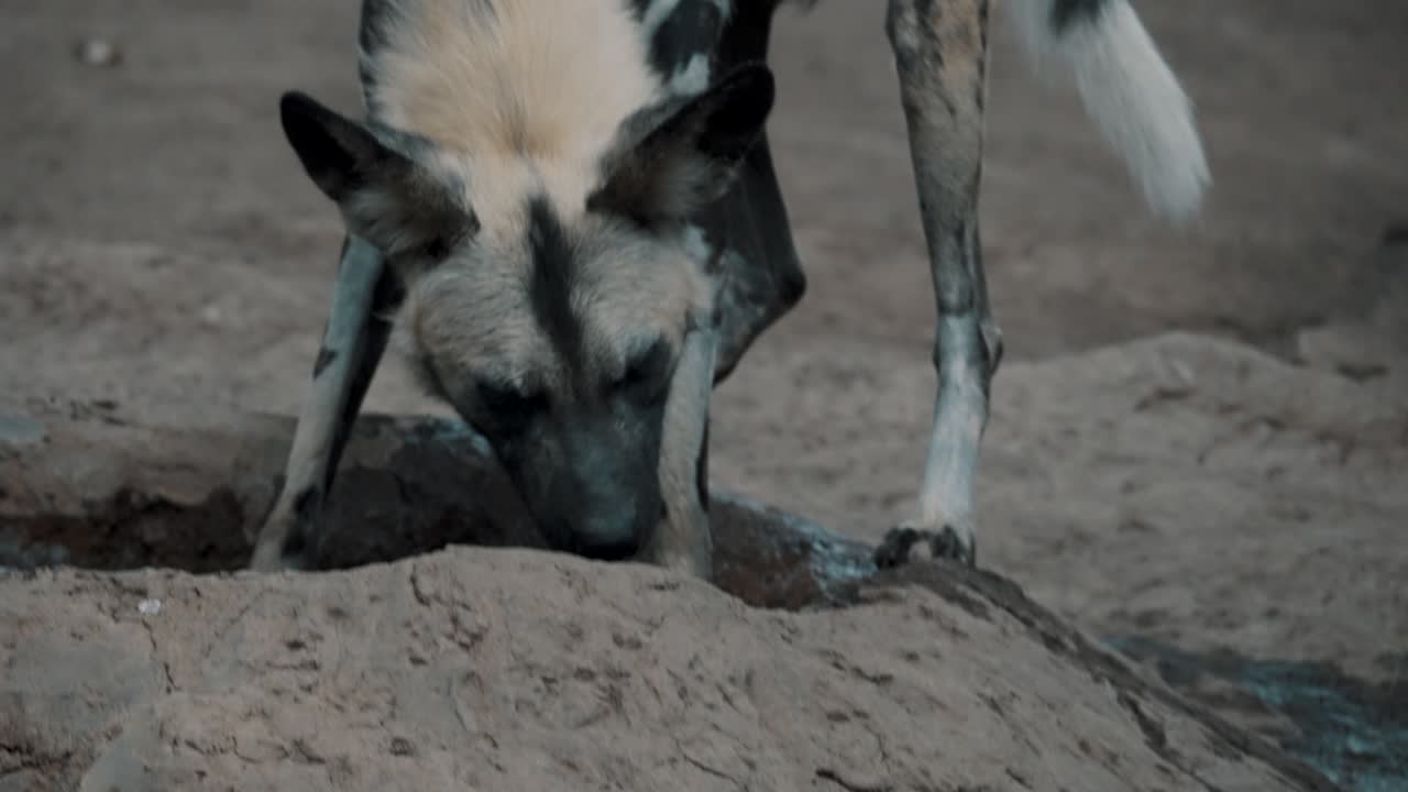 perro salvaje africano hambriento cazando comida