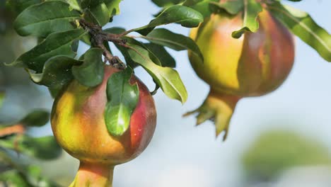 two ripe pomegranate fruit on tree branch in the garden