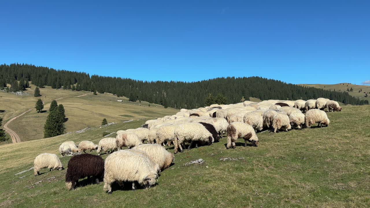Large flock of woolly sheep grazing on a mountain meadow with scenic hills and forest in the background. Rural farming and pastoral landscape in nature