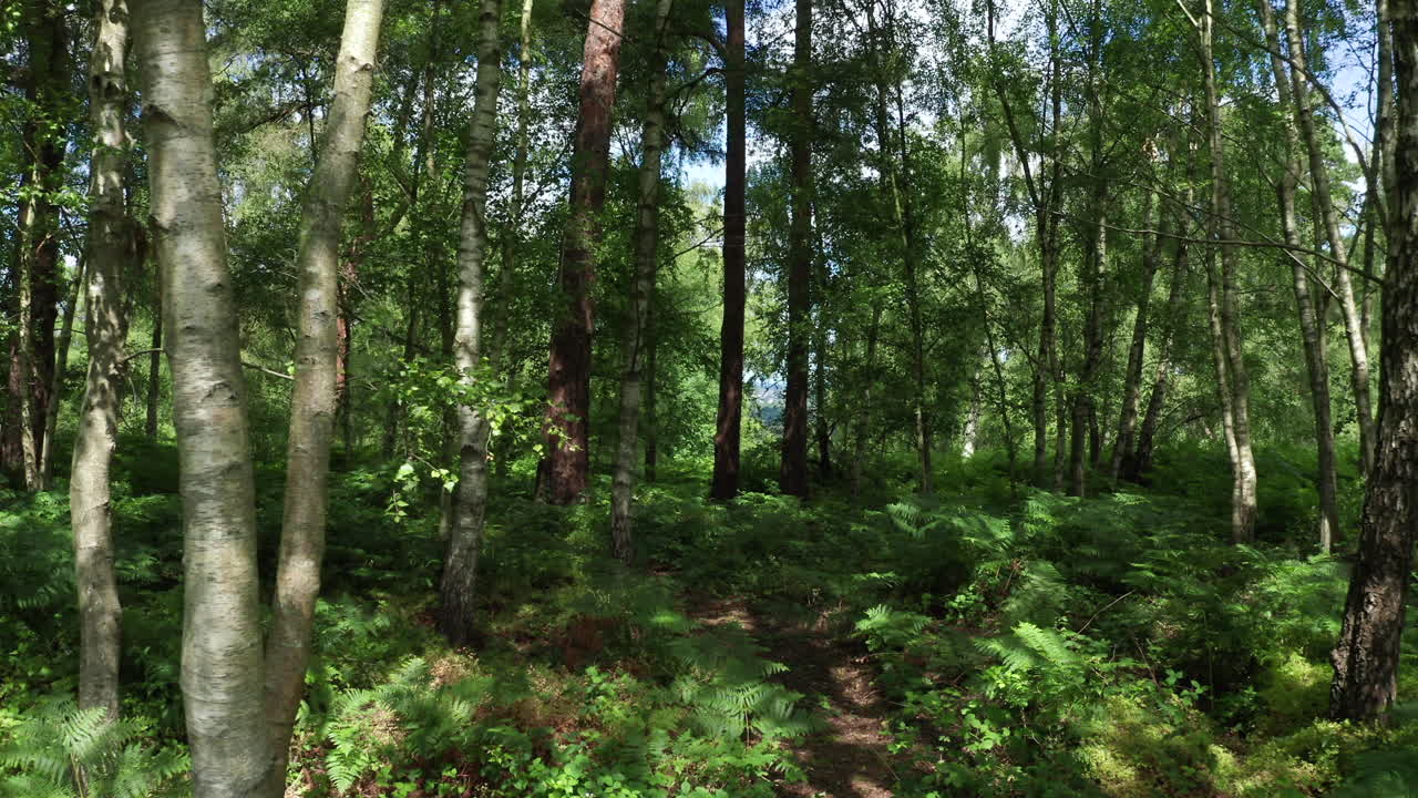 A slow moving shot though a forest on the English countryside on a bright sunny day