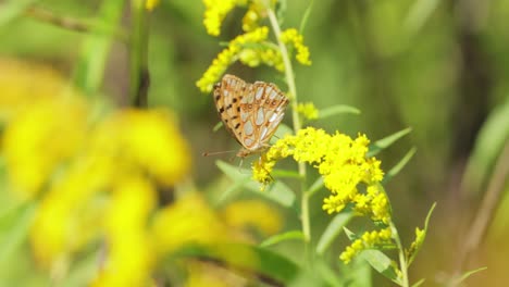 La-Mariposa-Reina-De-La-Fritillary-De-España-(issoria-Lathonia)-Es-Una-Mariposa-De-La-Familia-Nymphalidae.-Estas-Mariposas-Viven-En-áreas-Abiertas,-En-Prados-Secos,-Terrenos-Baldíos-Agrícolas-Y-En-Cultivos-Extensivos.