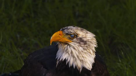 Video-of-the-American-bald-eagle,-slow-motion,-close-up