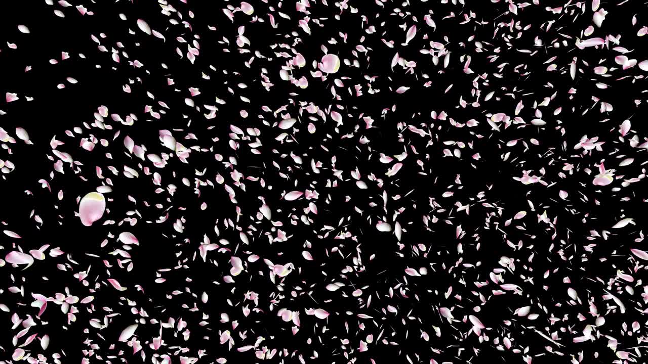 분홍색 로터스 잎이 날아가고 있습니다.