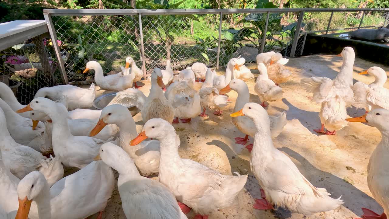 Un grande gruppo di anatre bianche si raduna in un recinto esterno soleggiato con vegetazione verde