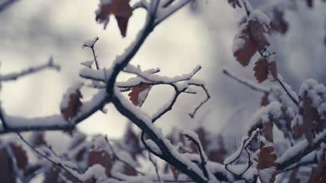 The-first-snow-on-the-thin-delicate-branches-still-covered-with-dry-autumn-leaves