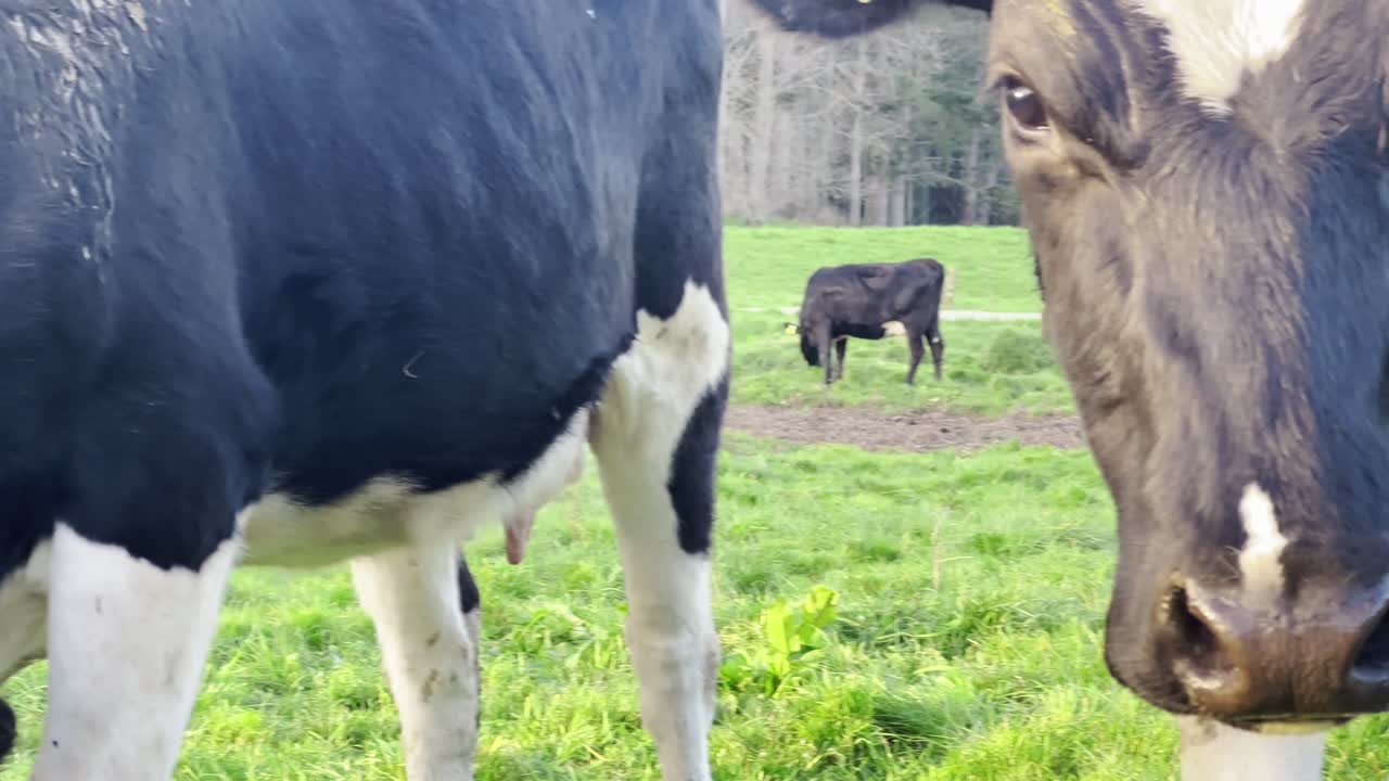 Curious black and white tagged cow looking directly at camera from lush pasture, New Zealand.