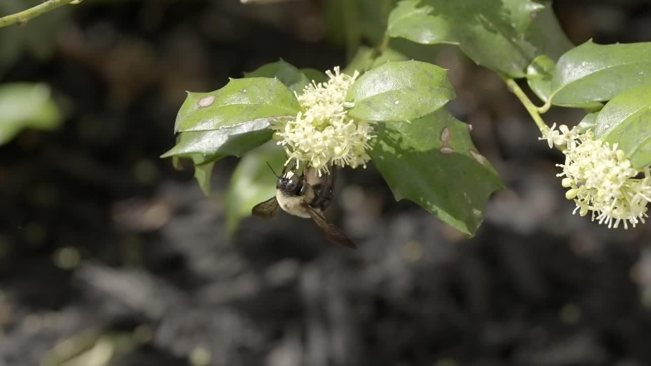 Carpenter Bee Collecting Nectar from White Blossoms Outdoors