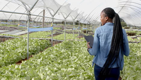 walking through hydroponic farm, woman holding tablet and inspecting crops, copy space
