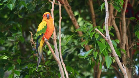 Conure-Solar,-Perico-Solar,-Aratinga-Solstitiali,-Imágenes-De-4k-De-Un-Loro-Encontrado-En-América-Del-Sur