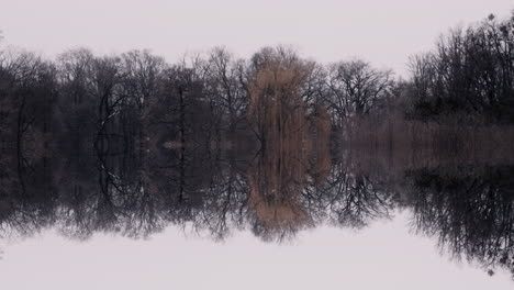 Reflective Winter Forest Landscape