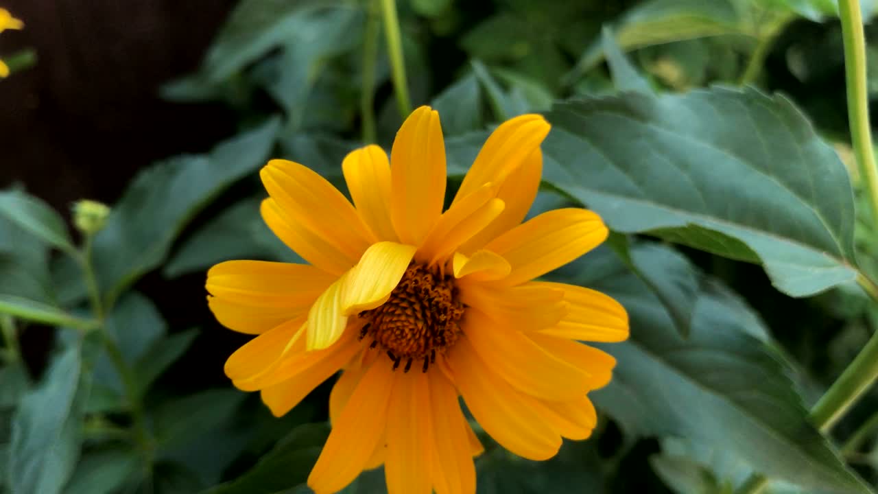 flor de naranja con hojas verdes en la calle