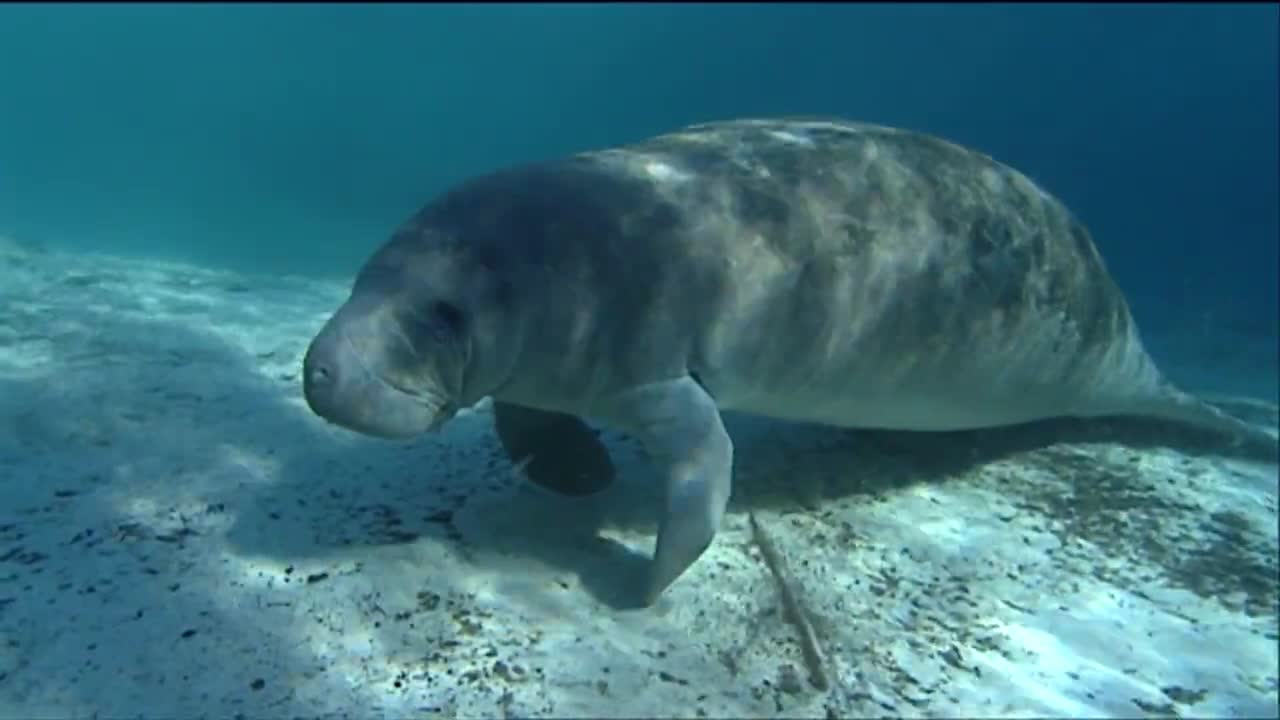 매너티가 물속에서 헤엄친다 9