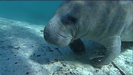 a manatee swims underwater 9