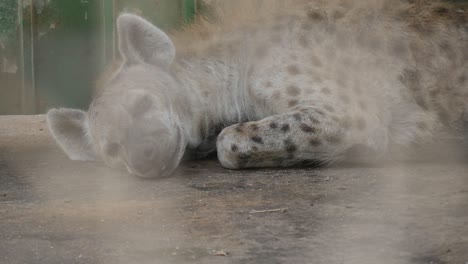 Nahaufnahme-Der-Erwachsenen-Tüpfelhyäne-Im-Zoo,-Die-Sich-Zur-Ruhe-Legt