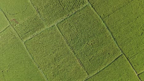 vista aérea de un vasto campo de arroz