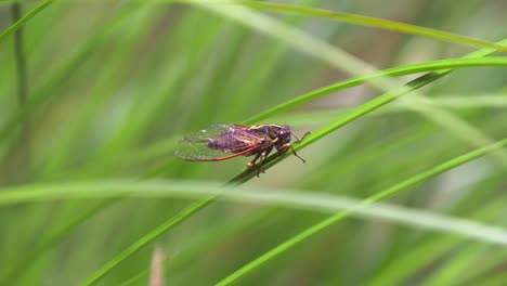 cicada on green grass chirping closeup slow motion shot