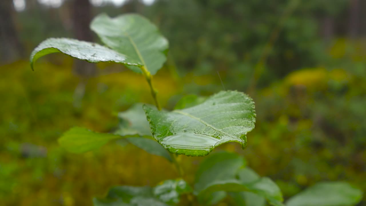 Close up view of a young birch tree and its leaves during a raindy day in a forest with bokeh blurry background where moss and trees are visible. Rain fallin on the leaves and creates a small puddle