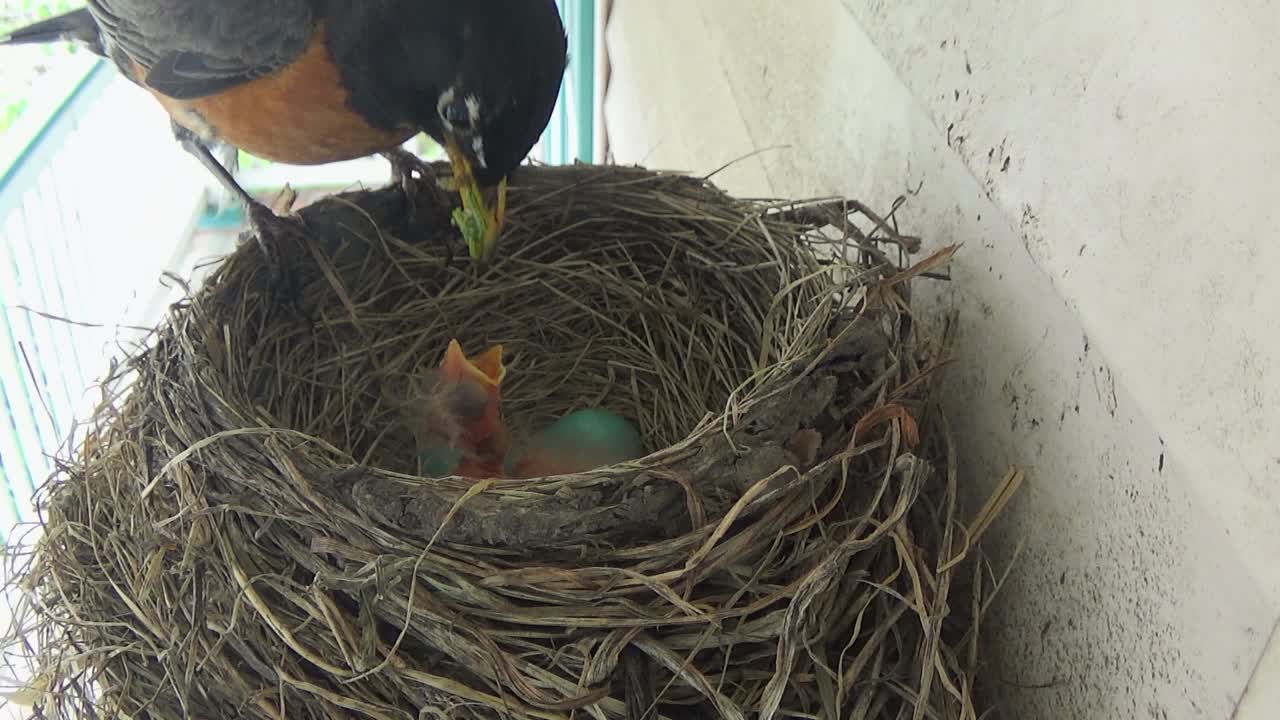 Two cute tiny Robin babies beg for food from mom in nest with two eggs
