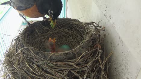 dos lindos bebés petirrojos piden comida a mamá en el nido con dos huevos