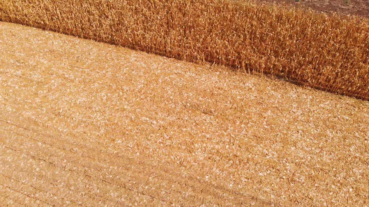 아름다운 화창한 날 동안 아름다운 농업 역방향 공개 비디오