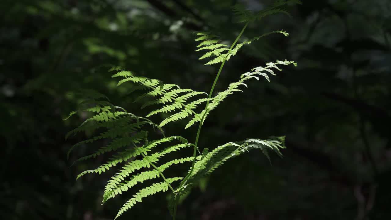 La luce serale illumina una rigogliosa pianta di Felce comune in una foresta buia, Worcestershire, Inghilterra