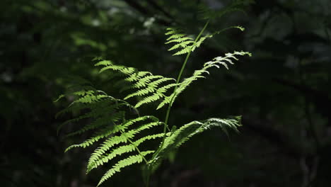 Evening-light-illuminates-a-lush-green-Common-Fern-plant-in-a-dark-forest,-Worcestershire,-England