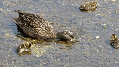 Zoom-In-Close-Up-Mallard-Madre-Pato-Chapoteando-Y-Buceando-En-Busca-De-Comida-Con-Patitos-En-El-Siguiente