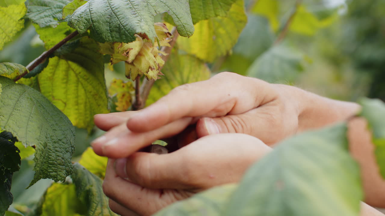 Close-up man's farmer hand plucks collects ripe hazelnuts from deciduous hazel tree bunch in garden