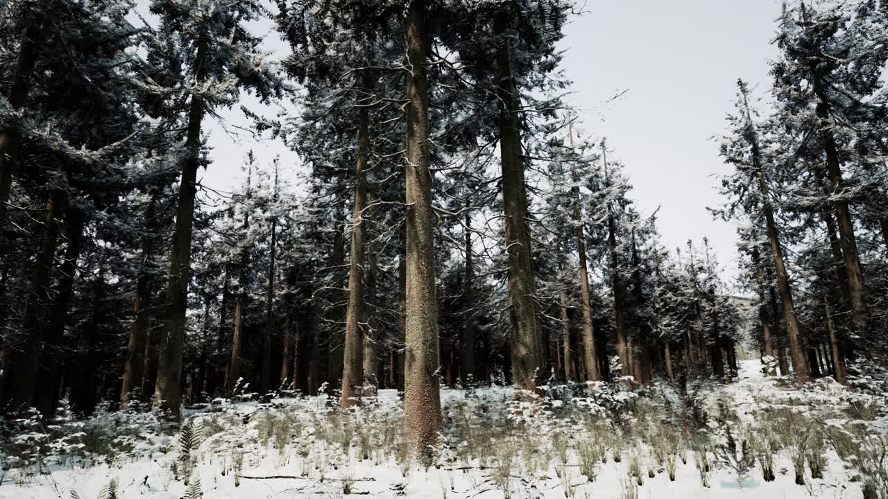 눈 덮인 겨울 숲