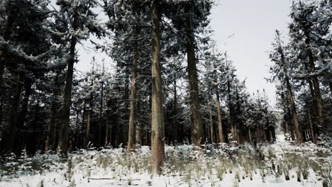 snowy winter forest