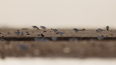 sandpipers on the shore