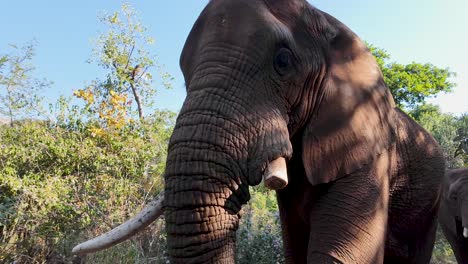 wild elephant at hartbeespoort in north west south africa