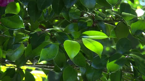 Follaje-Verde-En-El-Día-De-Primavera