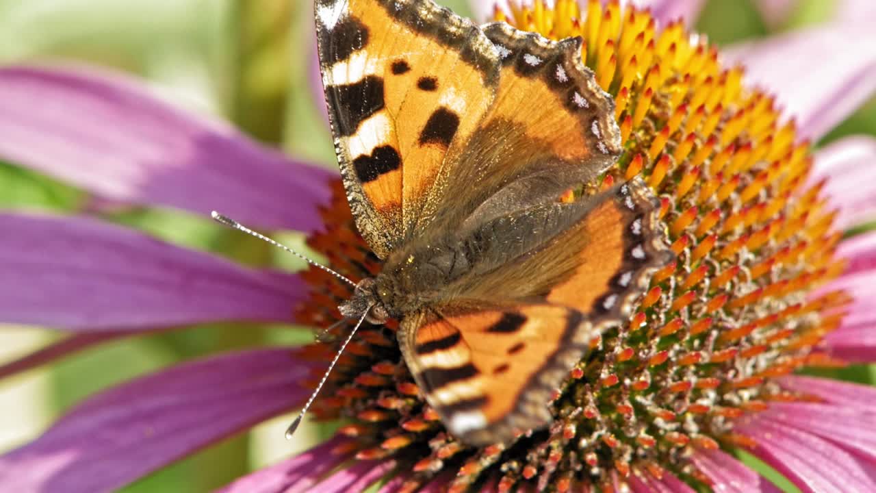 Primissimo piano macro di una farfalla vanessa dell'ortica arancione posata su un fiore a cono viola che lo impollina.