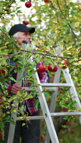 old man climbing a step-ladder installed near the apple tree. farmer prepares to pick up apples of fresh new harvest. vertical video