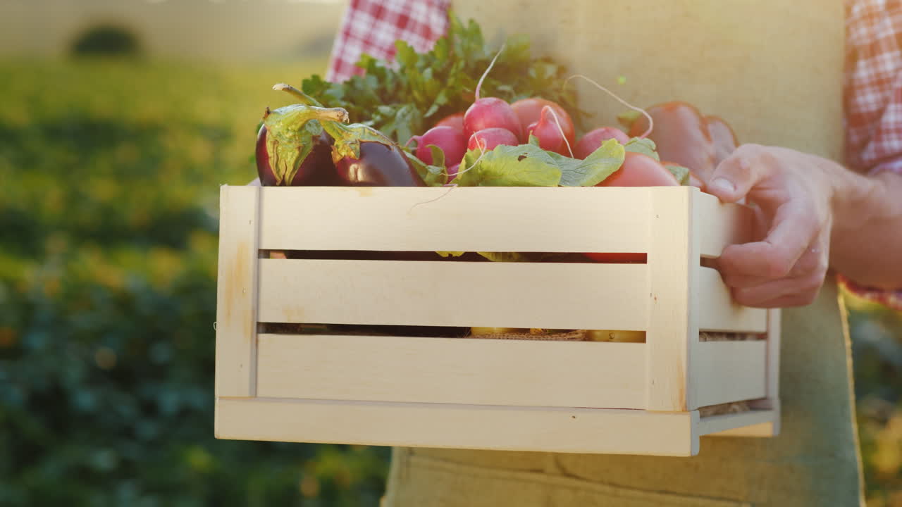 un trabajador sostiene una caja de verduras en el campo donde fueron recolectadas recientemente verduras frescas