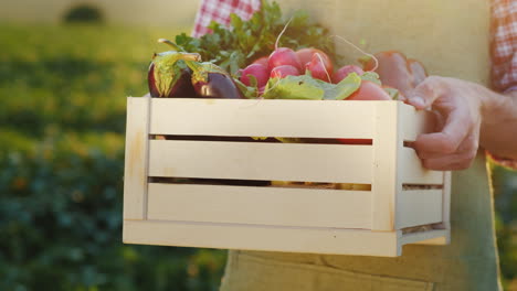 a worker holds a box of vegetables stands on the field where they were recently collected fresh vege