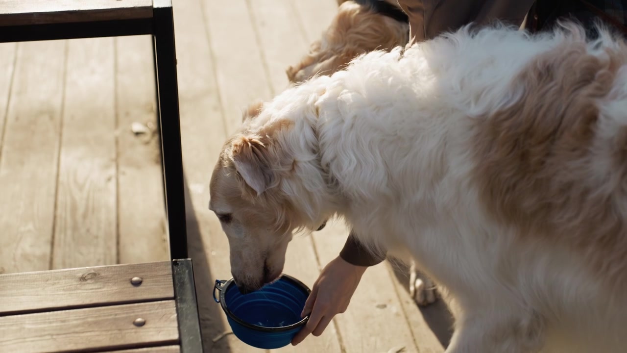 Eine Person füttert zwei Hunde aus einem blauen faltbaren Napf auf einer hölzernen Terrasse im Freien. Ein Hund trinkt Wasser, während der andere wartet, wobei natürliches Sonnenlicht ihr Fell und die Umgebung beleuchtet.